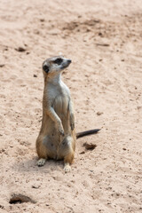 Fototapeta premium Cute meerkat stands on its hind legs on the sand