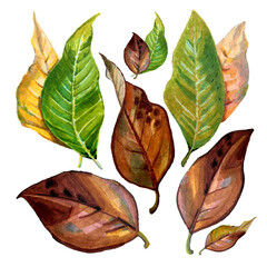 set of autumn leaves drawn with markers white background, drawing, illustration. High quality photo