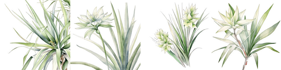 Yucca Botanical View On A Clean White Background Soft Watercolour Transparent Background