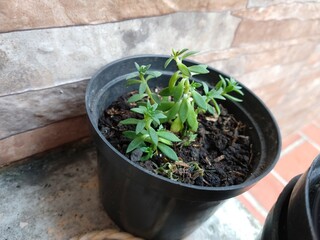 The wonders of nature and the beautiful green landscape of the world. 