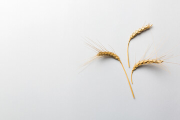 Sheaf of wheat ears close up and seeds on colored background. Natural cereal plant, harvest time...