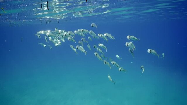 Striped mackerel or Indian mackerel (Rastrelliger kanagurta), shoal swimming with open mouths, filtering for zooplankton under blue water surface, Slow motion
