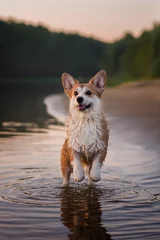 Fotobehang dog on the beach © Анна Абрамова