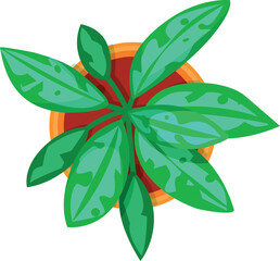 Houseplant growing in pot with green ornamental leaves top view vector flat illustration