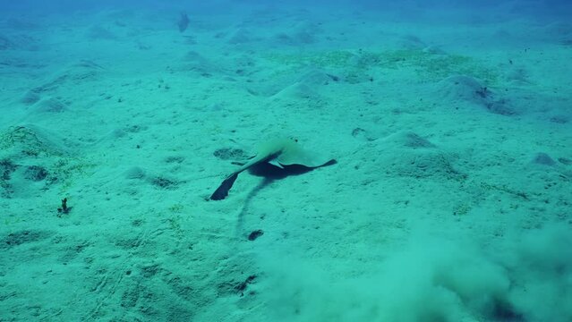 Сowtail Weralli stingray (Pastinachus sephen) swimming over sandy bottom on deep, Slow motion