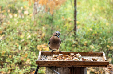 brown jay in perched position close up