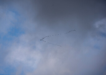 wild geese gather in a school to fly to warmer climes