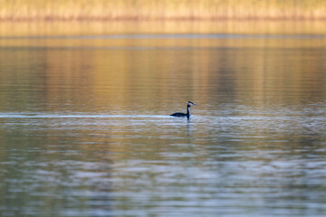 beautiful bird close up in natural conditions on an autumn day