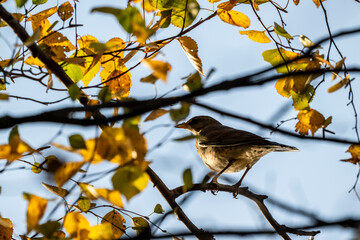 beautiful bird close up in natural conditions on an autumn day