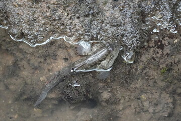 The shuttles hoppfish or shuttles mudskipper (Periophthalmus modestus) is a species of mudskippers native to fresh, marine and brackish waters of the northwestern Pacific Ocean|彈塗魚