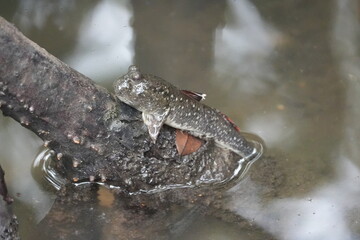 The shuttles hoppfish or shuttles mudskipper (Periophthalmus modestus) is a species of mudskippers native to fresh, marine and brackish waters of the northwestern Pacific Ocean|彈塗魚