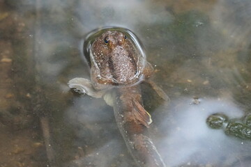The giant mudskipper refers to several species of large, air-breathing fish belonging to the family Gobiidae and the subfamily Oxudercinae. |大彈塗魚