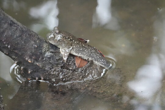 The shuttles hoppfish or shuttles mudskipper (Periophthalmus modestus) is a species of mudskippers native to fresh, marine and brackish waters of the northwestern Pacific Ocean|彈塗魚