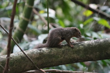 The plantain squirrel, scientifically known as Callosciurus notatus.These squirrels are known for their active and agile behavior, as well as their ability to inhabit urban and forested environments.