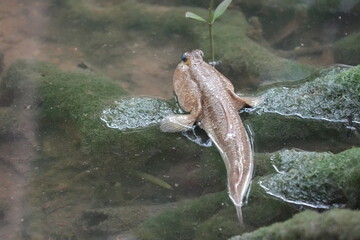 The giant mudskipper refers to several species of large, air-breathing fish belonging to the family...