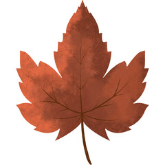 Maple Autumn Leaf. Maple leaf in autumn foliage.	