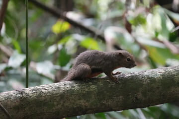The plantain squirrel, scientifically known as Callosciurus notatus.These squirrels are known for their active and agile behavior, as well as their ability to inhabit urban and forested environments.