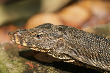 Clouded Monitors are medium-sized lizards with a characteristic patterned appearance. They have a...