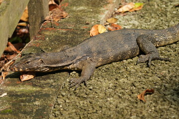 Clouded Monitors are medium-sized lizards with a characteristic patterned appearance. They have a dark gray or blackish body with irregular yellowish or cream-colored bands or spots