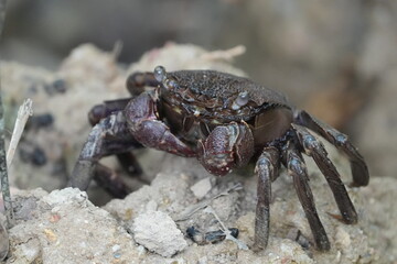Episesarma is a genus of land crabs commonly known as 
