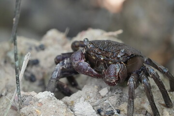 Episesarma is a genus of land crabs commonly known as 