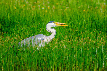 A gray heron wanders around in search of food in a pond  in Extremadura, Spain