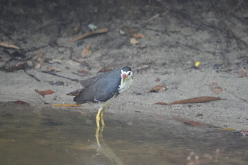 The white-breasted water hen, scientifically known as Amaurornis phoenicurus, is a bird species...
