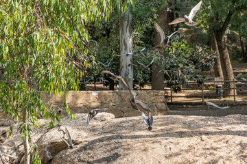 Detail of the flight of a pigeon with its wings spread in a public park