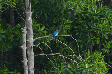 The collared kingfisher (Todiramphus chloris) is a colorful and widespread bird species belonging to the kingfisher family, Alcedinidae. |白領翡翠