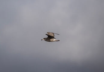 beautiful bird close up in natural conditions on an autumn day