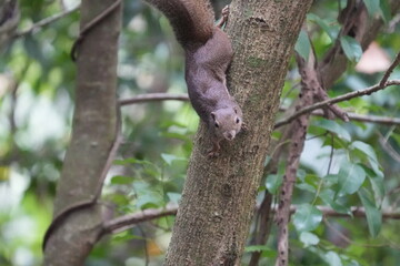 The plantain squirrel, scientifically known as Callosciurus notatus.These squirrels are known for their active and agile behavior, as well as their ability to inhabit urban and forested environments.