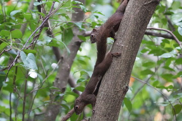 The plantain squirrel, scientifically known as Callosciurus notatus.These squirrels are known for their active and agile behavior, as well as their ability to inhabit urban and forested environments.