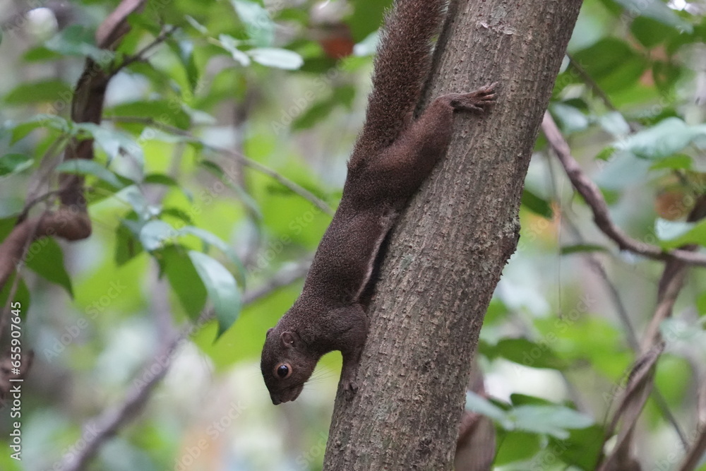 Poster The plantain squirrel, scientifically known as Callosciurus notatus.These squirrels are known for their active and agile behavior, as well as their ability to inhabit urban and forested environments.