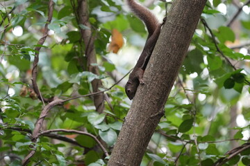 The plantain squirrel, scientifically known as Callosciurus notatus.These squirrels are known for their active and agile behavior, as well as their ability to inhabit urban and forested environments. © Jimmy