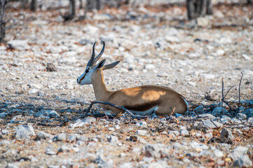 A view of a Springbok resting in the Etosha National Park in Namibia in the dry season