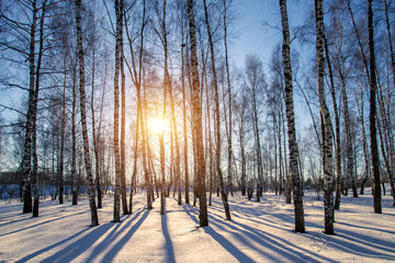 Winter landscape birch forest blue sky sunny day. - obrazy, fototapety, plakaty