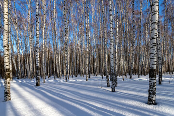 Winter landscape birch forest blue sky sunny day.