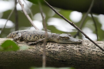 A baby saltwater crocodile, scientifically known as Crocodylus porosus, is an adorable yet potentially dangerous reptile. Saltwater crocodiles are the largest living reptiles in the world.|河口鱷|灣鱷