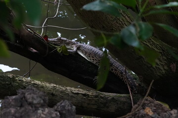 A baby saltwater crocodile (Crocodylus porosus) is small yet fierce, born to become the world’s...
