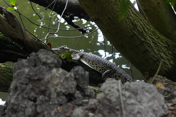 A baby saltwater crocodile, scientifically known as Crocodylus porosus, is an adorable yet...