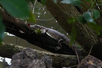 A baby saltwater crocodile, scientifically known as Crocodylus porosus, is an adorable yet potentially dangerous reptile. Saltwater crocodiles are the largest living reptiles in the world.|河口鱷|灣鱷