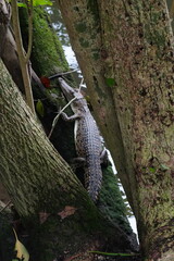 A baby saltwater crocodile, scientifically known as Crocodylus porosus, is an adorable yet potentially dangerous reptile. Saltwater crocodiles are the largest living reptiles in the world.|河口鱷|灣鱷