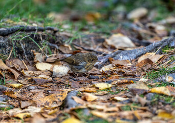 beautiful and gray robin chick on the ground covered with autumn leaves