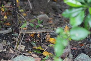 The king cobra (Ophiophagus hannah) is one of the world's most iconic and largest venomous snakes....