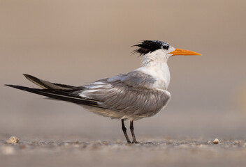 Lesser Crested Tern perched on ground at tubli, Bahrain