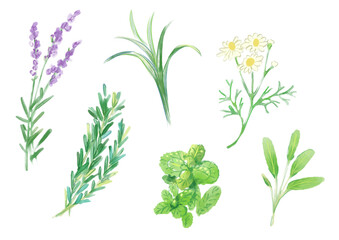 いろんな美しいハーブの手描き水彩イラスト(PNG)
