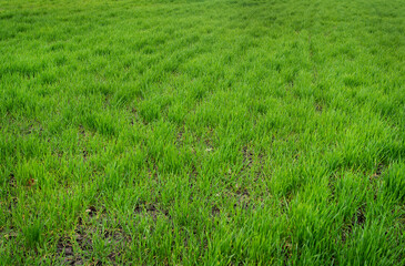 A beautiful endless field of green young sprouted grass. Agriculture.