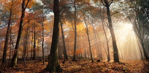 Majestic sunrays illuminating autumn woods with misty atmosphere and beautiful warm foliage colors