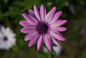 Fototapeta premium Flor de jardin