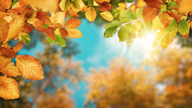 Colorful autumn background with gorgeous beech leaves framing the sky, the sun and the tree canopy